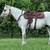 11 Year Old GRADE Gelding - Rodeo/Ranch Prospect 13 thumbnail