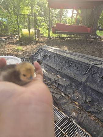Pollitos Silkie !!! (Pearland)63859316464771122