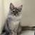 Maine Coons 4 thumbnail