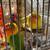 Rehoming Love Birds 4 thumbnail