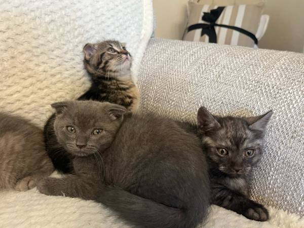 SCOTTISH FOLD AND SCOTTISH STRAIGHT KITTENS (Rancho Cordova)63679255127297124