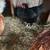 laying hens 3 thumbnail