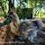Silkies and Satin chickens/chicks 3 thumbnail