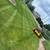 !!!LOPEZ LAWN SERVICES!!!         PROVIDING SPRINKLER BLOWOUTS AND SNOW REMOVAL 1 thumbnail