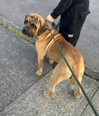 Cane Corso Italian Mastiff (Portland)63842373906689121