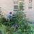 🔥 BRUSH CLEARING & OVERGROWN YARD CLEANUP — H&S 🔥 13 thumbnail