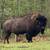 2025 Bison Calves for Sale 1 thumbnail