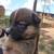Auggie puppy 2 thumbnail
