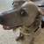 Foster/Adoption Needed — Well-Trained Lab/Pitbull Mixed in Bay Area 2 thumbnail
