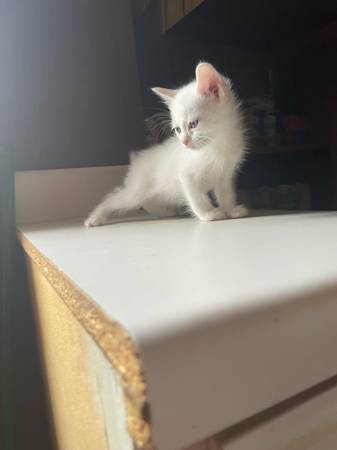 3 kittens (Granite City)63902739583875122
