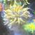 24K gold torch coral frag 2 thumbnail