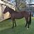Bay filly 4 thumbnail