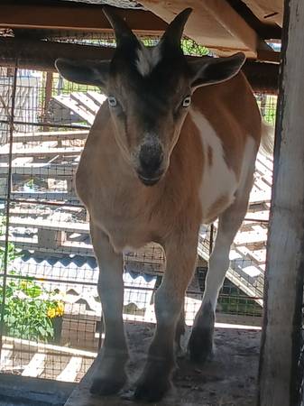 Nigerian  dwarf bucks 1
