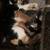 kittens 1 thumbnail