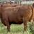 Red Angus Replacement Heifers 18 thumbnail