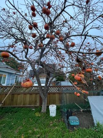 Homegrown Persimmons 1