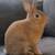 Rehoming Bunny(ASAP) 1 thumbnail