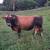 Registered Miniature Jersey Heifer 4 thumbnail