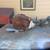 New Process 435 with Ford transfer case adapter 15795 2 thumbnail