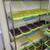 Fresh sprouting microgreens available right now! 9 thumbnail