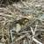 Cornicks quail chicks 2 thumbnail