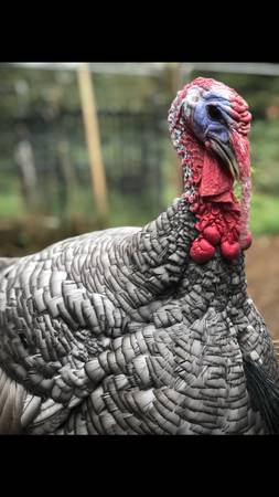 Farm birds , friends not food (Rainier)63916215274626121