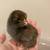 Easter Egger / Olive Egger day old chicks 1 thumbnail