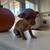 Teacup Chihuahua 3 thumbnail