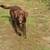 8 month old Female Chocolate Labrador Puppy 4 thumbnail