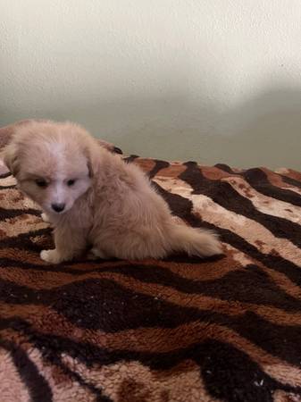 Adorable puppy (san leandro)63941478246659121