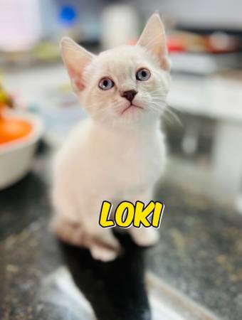 Gatito siamés necesita reubicación (North Summerlin)63860183171203121