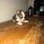 Full blooded Corgi puppies 11 thumbnail