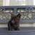 Grey kitten 2 thumbnail