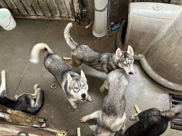Siberian Husky Puppie (Los Angeles)63829967693697122