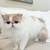 Persian cat kitten 1 thumbnail