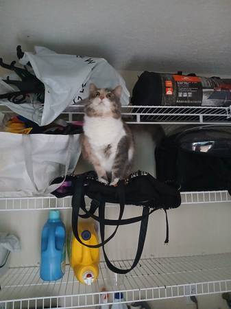 Rehoming 2 yr old cat (Marshall)63671518827393121