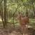 5 Acres vacant land 3 thumbnail