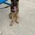 GSD Puppies 7 thumbnail