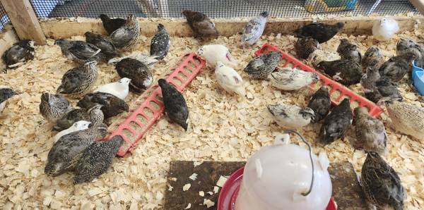 Large Coturnix quail 7 weeks old 1