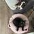 Rehoming young cat - dog friendly 3 thumbnail