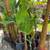 Banana plants. 8 thumbnail