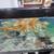 Koi re homing 5 thumbnail