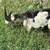 billy goat 1 thumbnail
