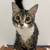 Kittens and cats at Sunnyvale Petco Saturday 10am to 2pm 11 thumbnail