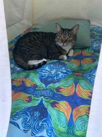 Missing Cat - Small Grey Tabby near Sapphire Road, Monroe NY (Monroe, NY)64306349359747120