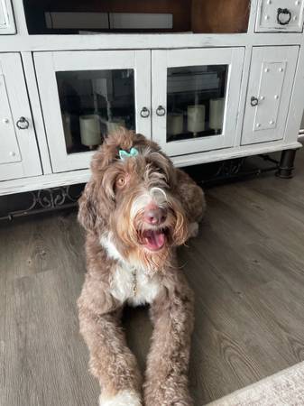 Female Bernedoodle (Mesa)64007248279939124