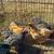 Bantam hens 1 thumbnail