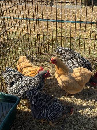 Bantam hens 1