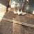 Bantam chickens 2 thumbnail