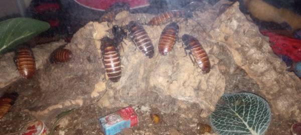 Madagascar Hissing Cockroach (Iowa City)63887462609411120